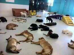 dog boarding in pigeon forge, dog friendly pet care and kennels gatlinburg, dog boarding and grooming pigeon forge